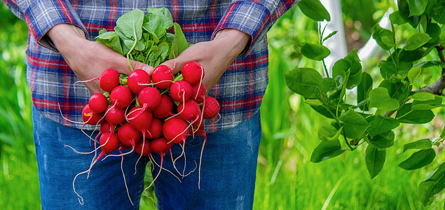 农民的手握着新鲜的萝卜 紧贴 有机的新鲜采摘蔬菜花园饮食女士食物营养生产收成收获乡村园艺图片