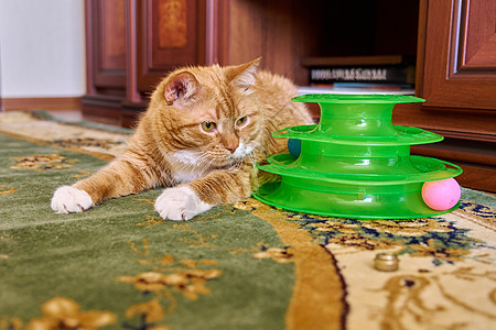 在家地毯上躺着的小猫宠物 离家不远图片