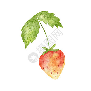 水彩色可爱草莓和绿叶 在白色上隔离的夏季红莓的典型绘画插图图片