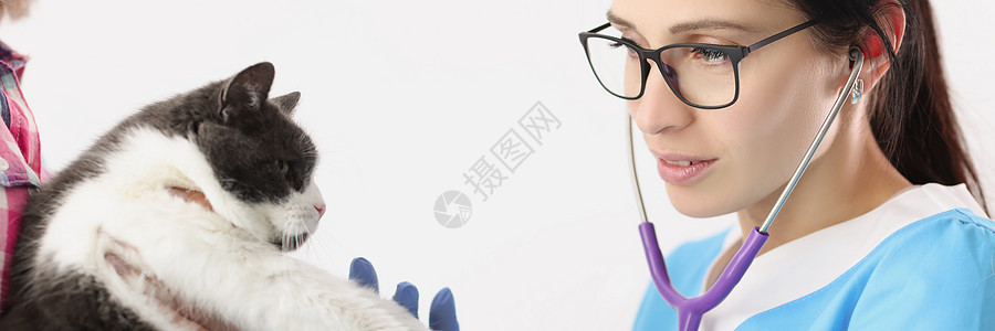 女兽医用听诊工具检查家庭宠物 听取心跳的心跳内阁诊所猫咪爪子毛皮治疗蓝色生活保健微笑图片