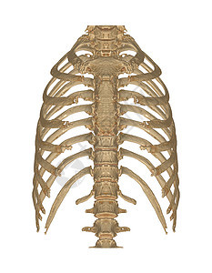 CT 胸口3D的肺部和脊柱在监测背景上交接图片