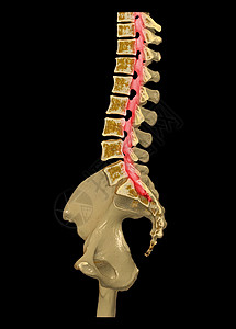 CT 腰椎或 LS 脊柱 3D 渲染图像矢状视图 3D 渲染 剪切路径脊椎病人医院腰背身体椎间绳索背痛影像ct图片