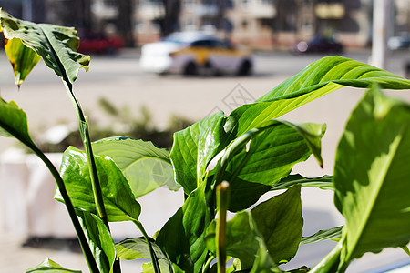 窗台上的绿色家用树叶园艺植物学奢华花盆房间植物阴影房子桌子生长图片