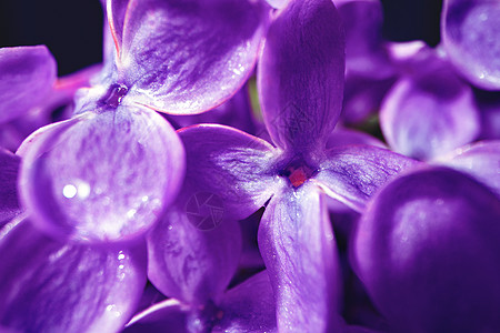 春花紫花花的宏图墙纸季节园艺花园紫色花瓣树叶植物学宏观花束图片