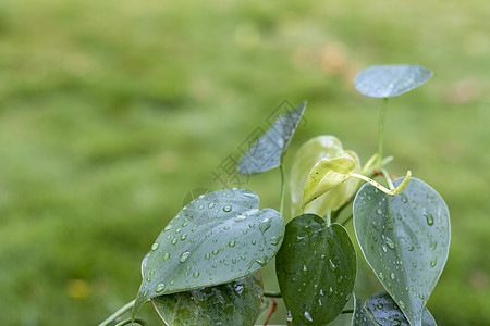 红叶绿色花朵植物 有雨滴图片