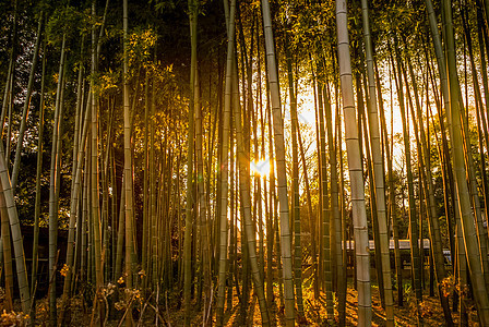 日落时照亮竹林的图像竹叶橙子竹子美景海洋天空车灯绿色海浪太阳图片