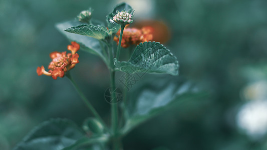 自然最小概念     绿色叶背景 有小红花;图片