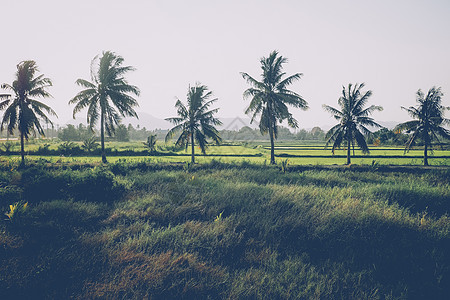 椰子和棕榈树 大树在夏季生长 热带棕榈叶 花岗背景 真实照片图片