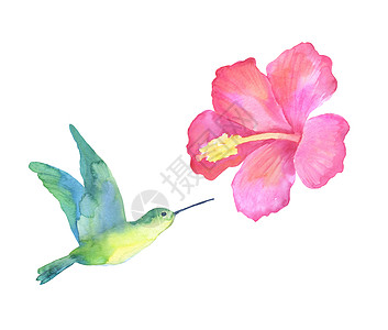 以白色背景隔离的水色热带绿色蜂鸟和花边 手画草图 (笑声)图片