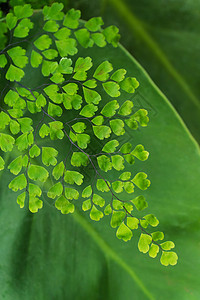 绿色的青叶子特写特写绿叶植物学园艺荒野植物树叶森林绿色植物雨林宏观图片