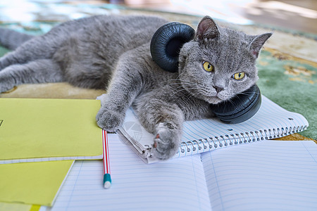 用铅笔在教科书笔记本上睡觉的耳机中的猫教育大学动物毛皮说谎学生胡须睡眠科学家哺乳动物图片