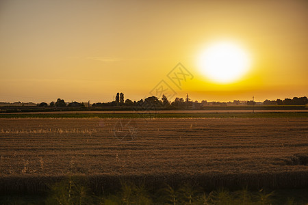 种植田日落橙色农业晴天粮食天空橙子农场地平线阳光小麦场地图片