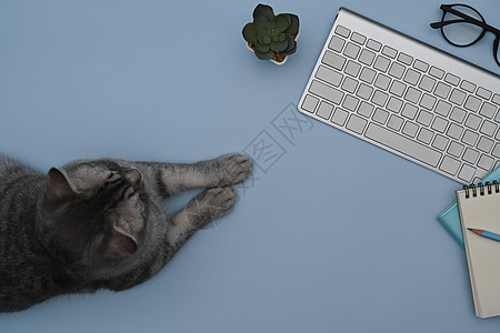 用键盘和笔记本 躺在蓝背景上的淘气小猫图片