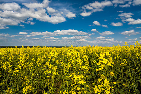 闪亮的甘蓝田地和白云布满花朵的天空土地场地种子活力晴天柴油机地平线蓝色植物农业图片