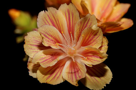 鲜花盛开 紧闭现代植物背景家族大体型高品质印刷家装饰土地宴会奢华草地阳光花园生长婚礼草本植物庆典背景图片