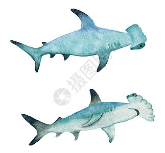 水彩手黎明双髻鲨 热带危险鱼 海洋水下野生动物 自然濒危物种航海印刷海报图片
