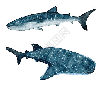 水彩手黎明鲸鲨 热带危险斑点鱼 海洋水下野生动物 自然濒危物种航海印刷海报图片
