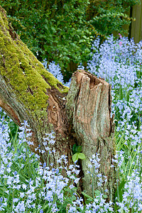 薄膜 和平的私人家庭后院和在空宁静花园中生长的蓝色西比里卡树种植物 这些花丛以本底充满活力的蓝铃花朵为盛开图片