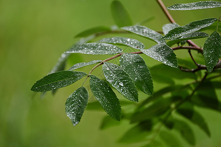 欧洲山灰 罗班叶上的雨滴水滴生活树叶季节液体植物群宏观花园花梨木生长图片