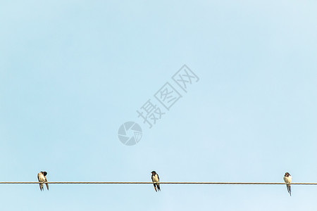 三只小小鸟放松野生野生动物的快乐 在蓝色天空背景的电线上鸽子海报金属人群鸟类翅膀艺术设计团体荒野图片