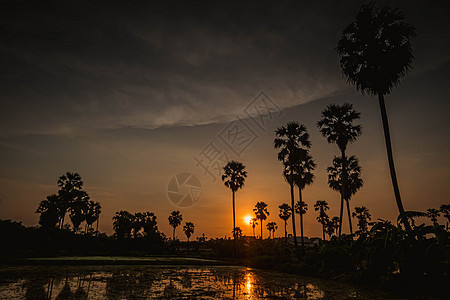 日落时椰子棕榈树的休眠图片