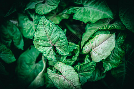 花生叶 大绿色树叶 天然的青绿树形状叶树园艺生态植物群食物生长森林植物农业棕榈花园图片