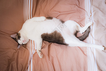 棕色和白色的泰式可爱猫趴在床上 看起来像懒惰的宠物动物连体蓝点眼睛褐色胡须蓝色猫咪魅力橙子图片