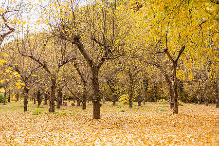 阳光天气的美丽秋天公园场景橙子森林公园季节人行道风景太阳树木环境图片