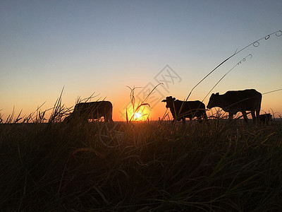牛牛和牛的休光月 在日落时放牧和吃草旅行小牛太阳国家蓝色橙子家畜阳光农业牛奶背景图片