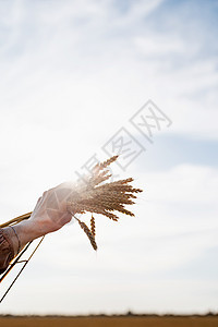 紧紧握着小麦钉的手 在日落的天空中举起花束晴天头发植物女士自由收成幸福帽子季节农业图片