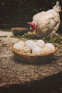 篮子里自制鸡蛋 有选择的焦点产品稻草烹饪农家院蛋壳饮食厨房母鸡农场乡村图片