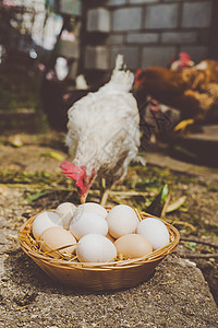 篮子里自制鸡蛋 有选择的焦点农民早餐母鸡营养农业产品蛋壳稻草鸡舍团体图片