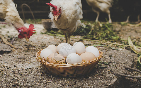 篮子里自制鸡蛋 有选择的焦点农场产品农业烹饪乡村农民蛋壳农家院横幅干草图片