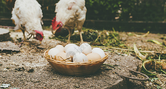 篮子里自制鸡蛋 有选择的焦点团体农民横幅干草农家院鸡舍烹饪农业乡村饮食图片