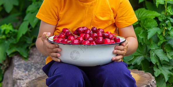 孩子拿着一碗新鲜采摘的樱桃营养女孩女性农业饮食甜点收成水果桌子小吃图片