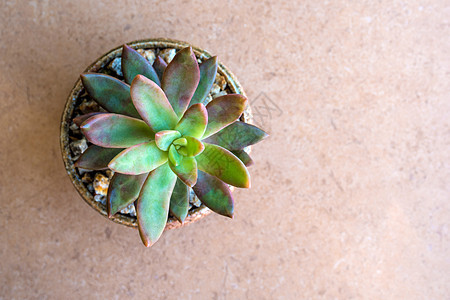 Sedum 牙买加日落稀释植物 种植在小锅中的红土砾石上石头园艺橙子碎石灌封植物群植物学绿色生长花园图片