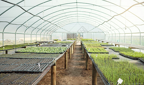 各种绿色树苗 幼苗 植物在空荡荡的农场温室里 为种植 可持续发展 新鲜农产品和消费品而种植农业 用聚碳酸酯控制温度图片