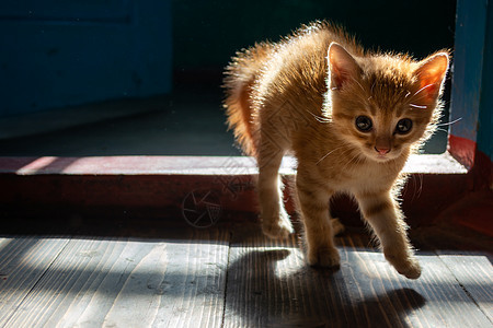 在一个老房子里吓坏了的小红猫图片