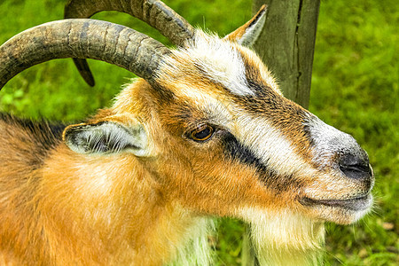 在德国布雷梅海文 有角鹿角农场的可爱小山羊花园牛奶山羊头农业农村喇叭工作牛角畜牧业农田图片