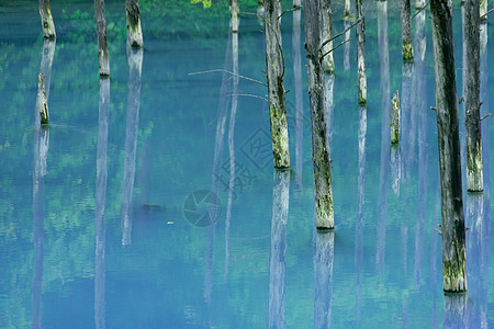 北海道Bieicho自然池塘多云天气景点木头森林旅游蓝色财富图片