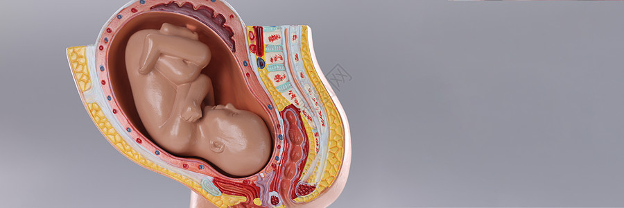 特写灰色背景上带有胎儿的人工模拟子宫妇科施肥母性生长解剖学婴儿孩子嘲笑胚胎保健图片