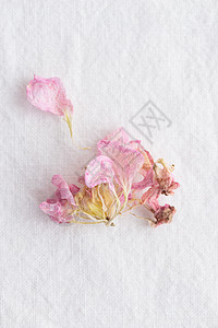 花粉花在白色背景上的花朵模式 Flowers 风格纹理花卉树叶框架问候语圆形粉色墙纸植物花瓣庆典图片
