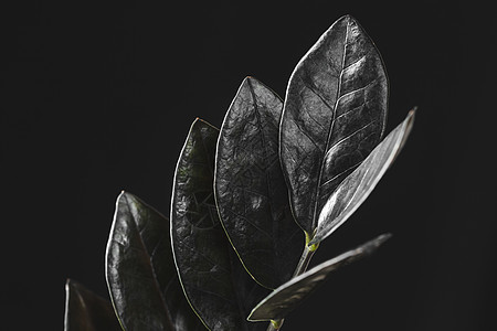 乌鸦植物的黑叶花盆装饰风格盆栽房子形状叶子天外来客树叶设计图片