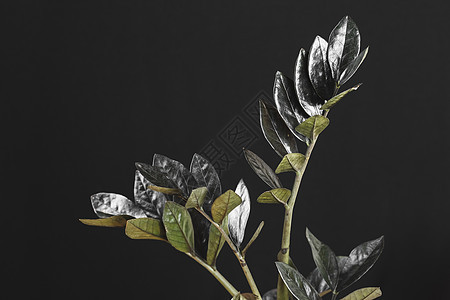 乌鸦植物的黑叶花盆盆栽黑色树叶热带叶子宝石装饰风格房子图片