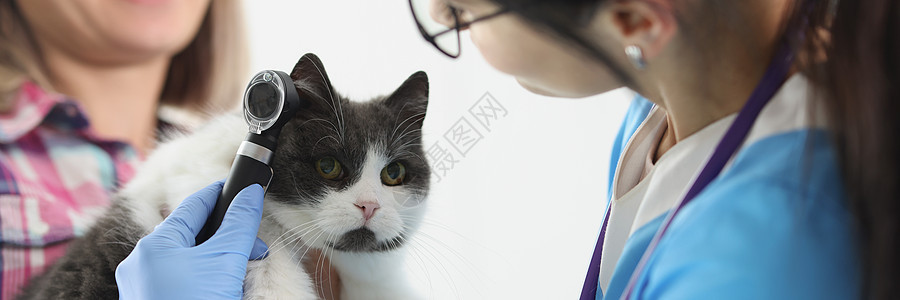使用特殊设备检查猫耳朵的女医生兽医员女治疗乐器药品蓝色荒野治愈女性爪子尾巴猫咪图片
