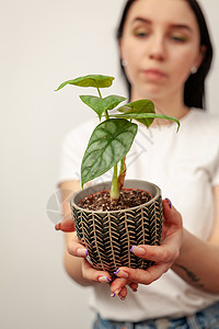 黑纹锅里有异种阿洛卡西亚银龙屋土壤花园植物群银龙树叶女孩情调异国花束盆栽图片