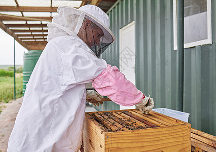 当它们变得太拥挤时 您必须将它们的蜂箱分开 一位养蜂人在农场打开蜂巢架的镜头图片