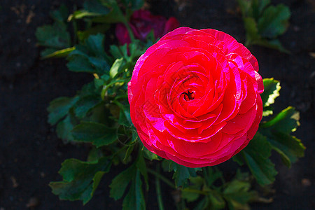 在花园里种植的花朵 紧贴在花园里毛茛新娘花瓣植物生日纪念日礼物花束紫色玫瑰图片