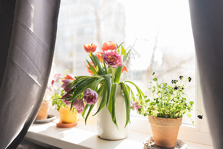 用白色金属罐子站在窗前的一束紫色郁金香包季节庆典花瓣艺术投标植物植物群花束郁金香礼物图片