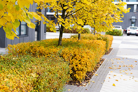 秋天的公寓楼综合体 秋季有多彩的秋叶城市树叶反射花园财产阳台景观叶子晴天建筑图片